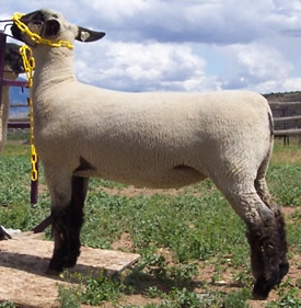 Ewe Lambs 5-11 months